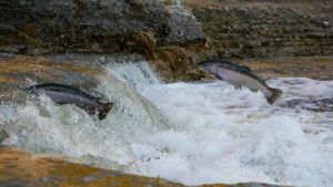 salmon run