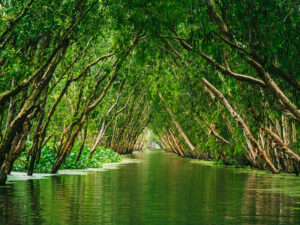 river with overhanging trees