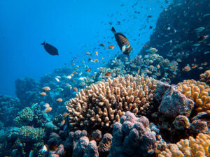 fish in coral reef