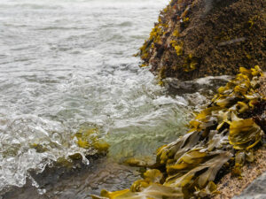 seaweed and rocks