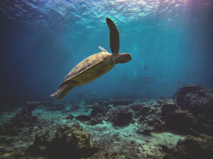 sea turtle