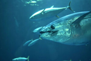 tuna
