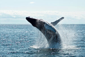 breaching whale